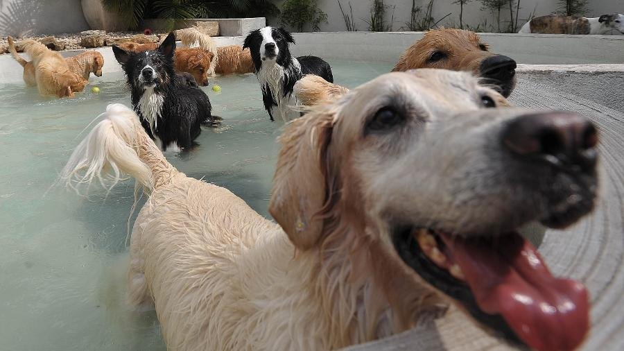 Chinesa Deixa Herança Milionária Para Pets E Exclui Filhos Do Testamento